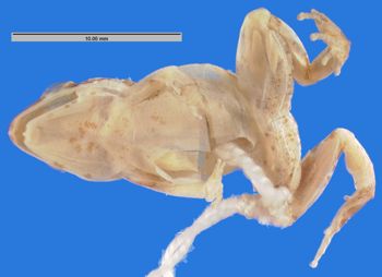 Media type: image; Herpetology A-21597